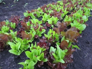 Salata Baby Leaf 