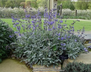 Salvia Cyanescens - Img 4