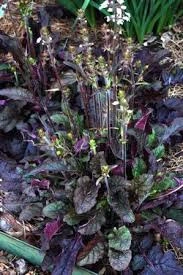 Salvia lyrata Purple Volcano - Img 2