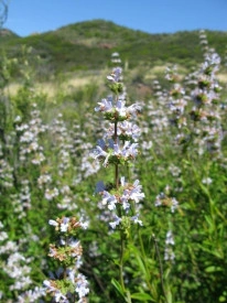 Salvia Mellifera-Black Sage