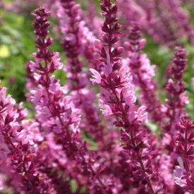 Salvia Nemorosa Rose Queen - Img 3