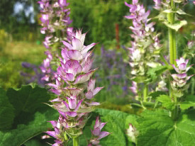 Salvia sclarea-Serlai