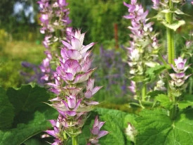 Salvia sclarea-Serlai - Img 2