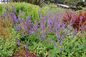Salvia Transilvanica - Img 3
