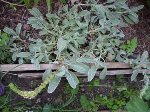 Sideritis Syriaca-Mountain tea - Img 5