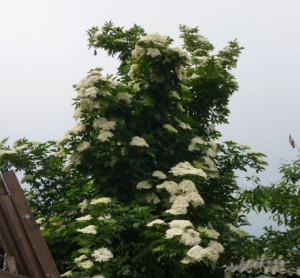 Soc-Sambucus nigra