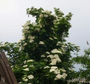 Soc-Sambucus nigra - Img 2
