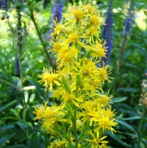 Splinuta-Solidago Virgaurea