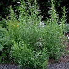 Tarhon-Artemisia dracunculus - Img 2