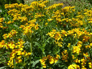 Tarhon Mexican-Tagetes Lucida
