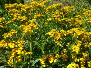 Tarhon Mexican-Tagetes Lucida - Img 7