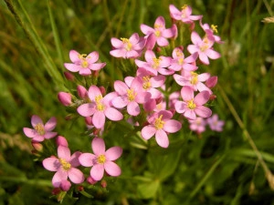 Tintaura-Centaurium erythraea - Img 2