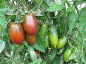 Tomate Black Icicle