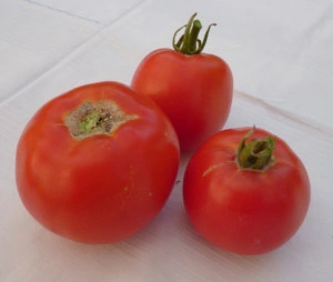 Tomate Buzau 50 - Img 2