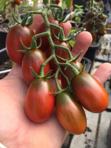 Tomate cherry Black Plume 