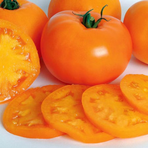 Tomate orange Zloty Ozarowski