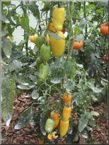 Tomate Roman Candle