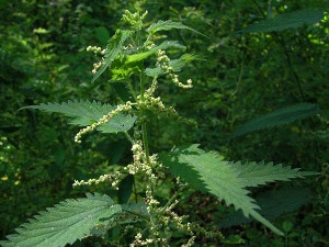 Urzica-Urtica dioica - Img 4