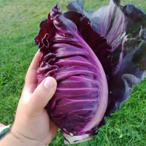 Varza rosie Red Kalibos 