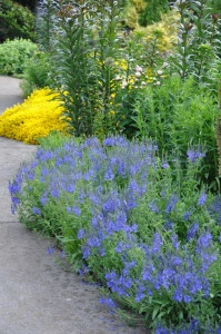 Veronica Teucrium Royal Blue - Img 2