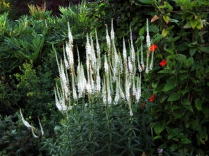 Veronicastrum virginicum - Img 4