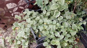 Vinca Major Vareiagata