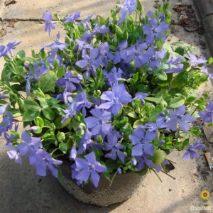 Vinca Minor-Saschiul
