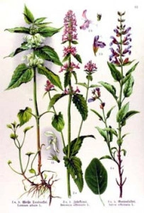 Vindecea-Stachys officinalis - Img 4