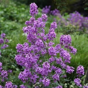 Violeta de noapte-Hesperis Matronalis - Img 4