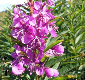 Zburatoarea-Epilobium angustifolium