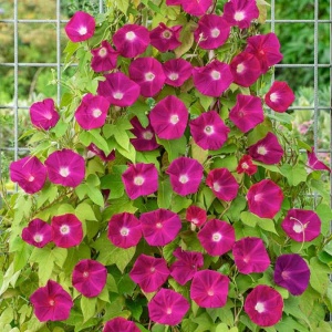 Zorele-Ipomoea Scarlet O'Hara