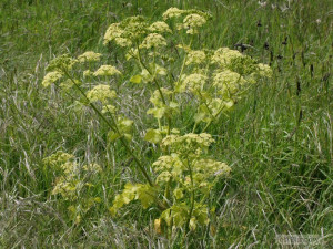 Alexanders-Smyrnium Olusatrum