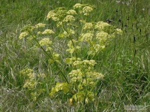 Alexanders-Smyrnium Olusatrum - Img 6