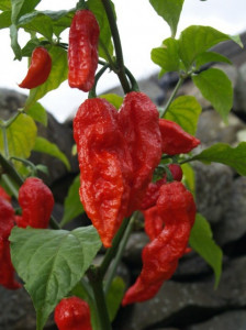 Ardei iute Bhut Jolokia