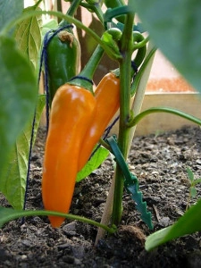 Ardei iute Bulgarian Carrot