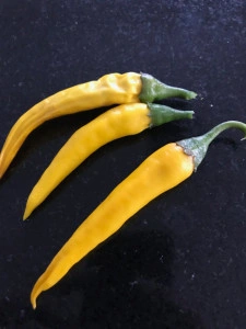 Ardei iute Romanian Yellow