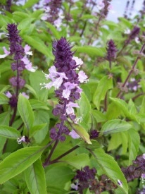 Busuioc Scortisoara - Img 2