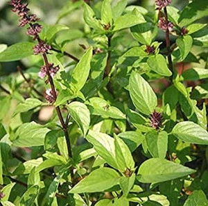 Busuiocul anason-Thai basil