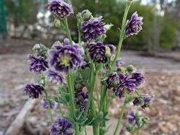 Caldarusa-Aquilengia vulgaris Christa Barlow