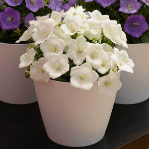 Campanula Carpatica white