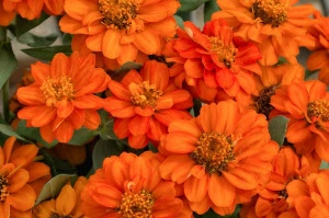 Carciumareasa Profusion double Orange - Img 3