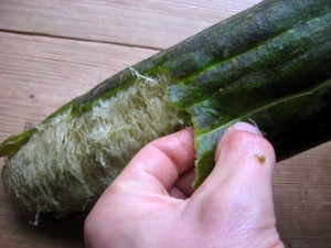 Castravete Luffa cylindrica - Img 3