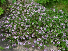 Cimbrisor-Thymus serpyllum - Img 4