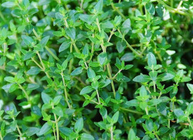Cimbru Peren-Thymus Vulgaris