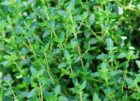 Cimbru Peren-Thymus Vulgaris - Img 3
