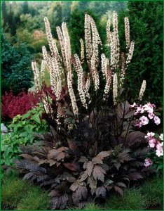 Cimicifuga Racemosa Atropurpurea