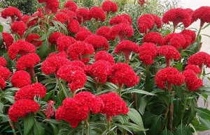 Creasta cocosului batuta-Celosia Argentea Cristata Red King