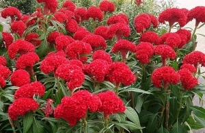 Creasta cocosului batuta-Celosia Argentea Cristata Red King