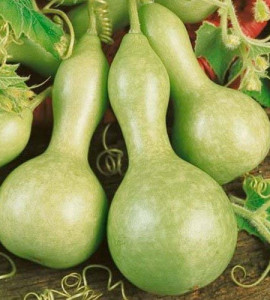 Dovleac decorativ Bottle Gourd