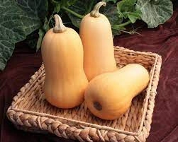 Dovleac placintar Butternut - Img 2